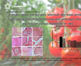 Guadalupe Bravo - Tomato lipidic extract plus selenium decrease prostatic hyperplasia,  dihydrotestosterone and androgen receptor expression  versus fnasteride in rats