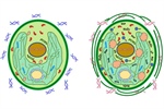 Metabolic Responses of the Microalga Neochloris oleoabundans to Extracellular Self- and Nonself-DNA