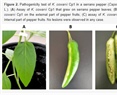 Volatile Organic Compounds Produced by Kosakonia cowanii Cp1 Isolated from the Seeds of Capsicum pubescens R & P Possess Antifungal Activity