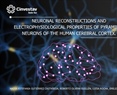 Luisa Rocha y el Emilio Galván - NEURONAL RECONSTRUCTIONS AND ELECTROPHYSIOLOGICAL PROPERTIES OF PYRAMIDAL NEURONS OF THE HUMAN CEREBRAL CORTEX.