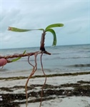 Analizan pastos marinos como almacenes de carbono y su impacto en el cambio climático