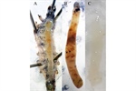 Transcriptomics and interactomics during the primary infection of an SfNPV baculovirus on Spodoptera frugiperda larvae