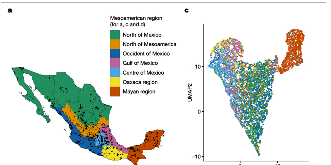 El mapa genético que revela la diversidad de los mexicanos y los...