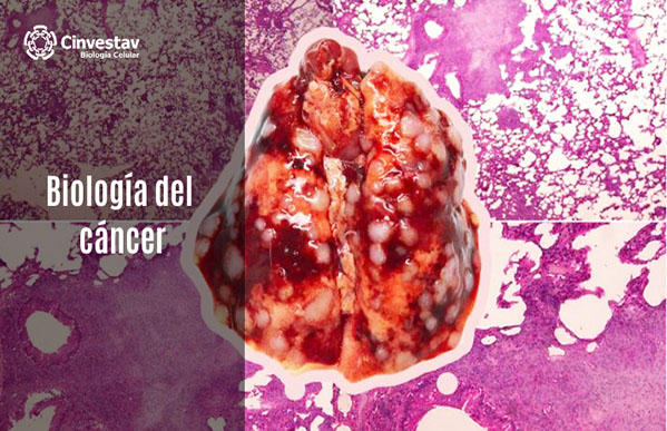 Biología del cáncer