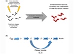 The evolution of entomopathogeny in nematodes