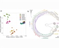 Genetic structure and ecological niche space of lentil's closest wild relative, Lens orientalis (Boiss.) Schmalh.