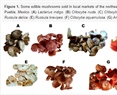 Insights into the Chemistry and Functional Properties of Edible Mushrooms Cropped in the Northeastern Highlands of Puebla, Mexico