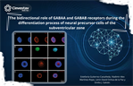 Emilio Galván- The bidirectional role of GABAA and GABAB receptors during the differentiation process of neural precursor cells of the subventricular zone