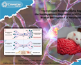 Janet Murbatián- The Estrogen Receptor Alpha Regulates the Sex-dependent Expression and Pronociceptive Role of Bestrophin-1 in Neuropathic Rats