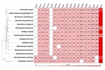 Conservation of the Pal/Rim Pathway in Ustilaginomycetes
