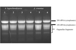 RNA Isolation Method in Marginal Crops with High Agronomic Potential