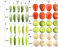 Role of Volatile Organic Compounds Produced by Kosakonia cowanii Cp1 during Competitive Colonization Interaction against Pectobacterium aroidearum SM2