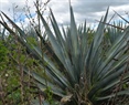 How to awaken a sleeping giant: antagonistic expression of Flowering locus T homologs and elements of the age-related pathway are associated with the flowering transition in Agave tequilana