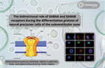 Emilio Galván - The bidirectional role of GABAA and GABAB receptors during the differentiation process of neural precursor cells of the subventricular zone