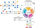 Qualitative Perturbation Analysis and Machine Learning: Elucidating Bacterial Optimization of Tryptophan Production