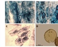 Ecological evidence of the relationship of Croton draco var. draco Schltdl. & Cham. with mycorrhizal fungi