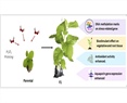 H2O2 priming: Biostimulation, drought tolerance and DNA methylation profile with intergenerational impact in tobacco plant