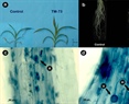 Bacterial community changes in the presence of AMF in the context of maize with low phosphorus content