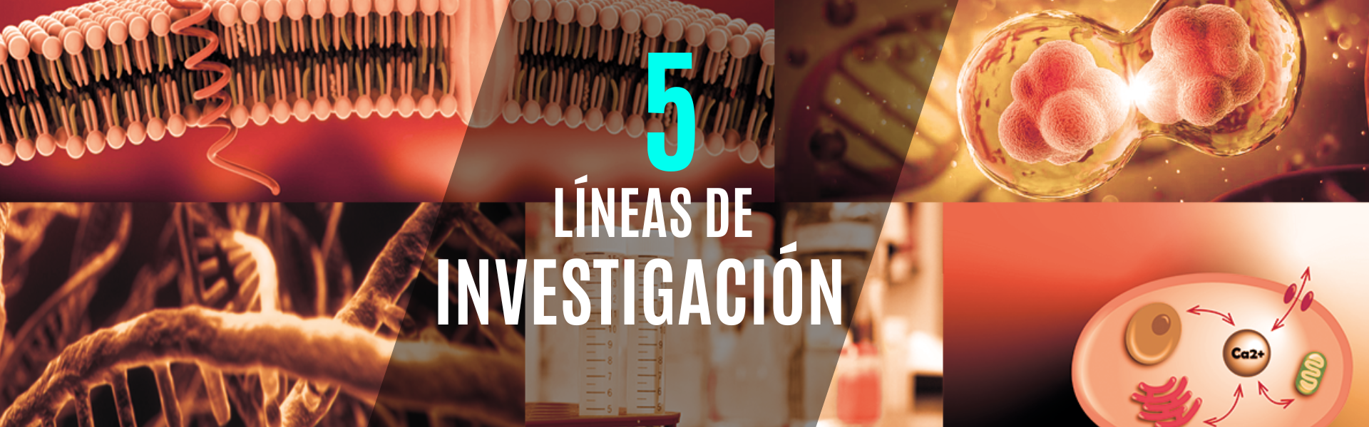 Lineas de Investigación