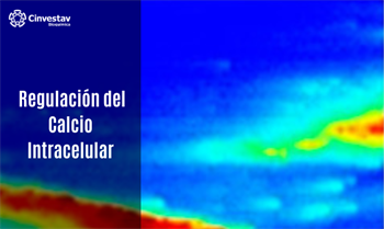 Regulación del calcio intracelular