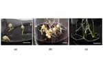 Molecular Insights into the Role of Sterols in Microtuber Development of Potato Solanum tuberosum L.