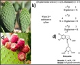 Selected Mesoamerican Crops – Anti-Obesity Potential and Health Promotion. (A Review)