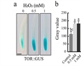 Hydrogen peroxide modulates the expression of the target of rapamycin (TOR) and cell division in Arabidopsis thaliana