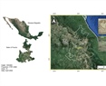 Identification of bioactive compounds in Amphipterygium adstringens branch bark