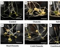 Analysis of Stress Response Genes in Microtuberization of Potato Solanum tuberosum L.: Contributions to Osmotic and Combined Abiotic Stress Tolerance