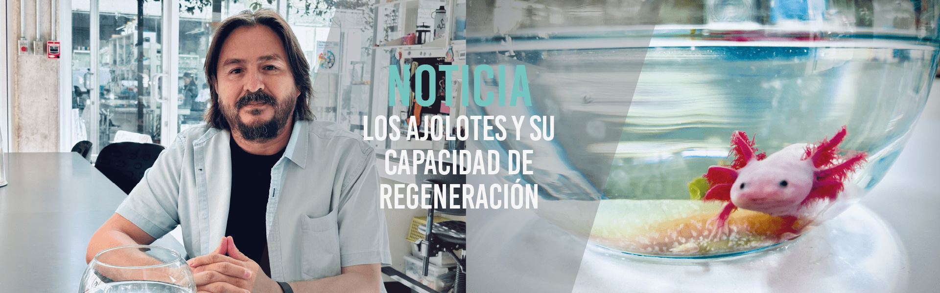 Los ajolotes y su capacidad de regeneración