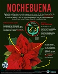 La flor de Nochebuena