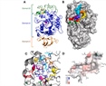 Dietary natural products as inhibitors of α-amylase and α-glucosidase: An updated review of ligand-receptor correlations validated by docking studies