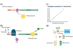Optimizing Fermentation Strategies for Enhanced Tryptophan Production in Escherichia coli: Integrating Genetic and Environmental Controls for Industrial Applications