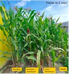 Papel fisiológico de Azotobacter nigricans en la aplicación de un biosólido en suelo agrícola para la producción de maíz