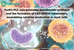 Claudia González Espinosa - FcεRI/PLC axis promotes anandamide synthesis and the formation of CB2-GPR55 heteromers, modulating cytokine production in mast cells