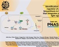 Identification of a central regulator of ginkgolide biosynthesis in Ginkgo biloba that integrates jasmonate and light signaling