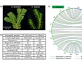 Gene family rearrangements and transcriptional priming drive the evolution of vegetative desiccation tolerance in Selaginella