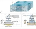 Dynamically induced spatial segregation in multispecies bacterial bioconvection