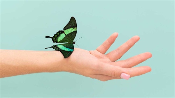 Metamorfosis, el complejo cambio de las formas de vida