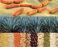 Health-Promoting Food Ingredients during