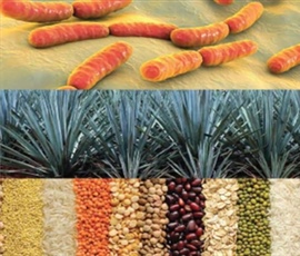 Health-Promoting Food Ingredients during
