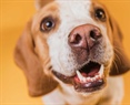 El increíble olfato de los perros: un superpoder para la detección de enfermedades