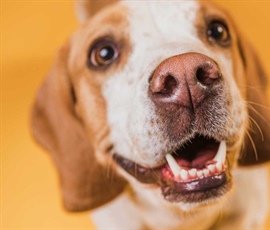 El increíble olfato de los perros: un superpoder para la detección de...