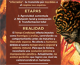 El hongo de The Last of Us