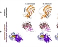Conservation of the Polyamines Pathway in Ustilaginomycetes A Genomic and Experimental Approach