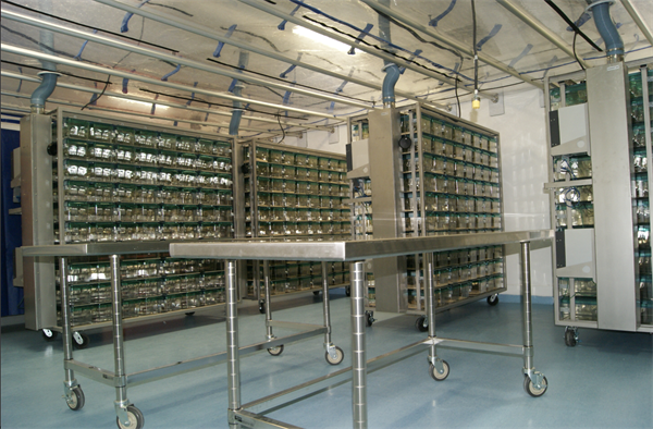 El cuidado de los animales de laboratorio