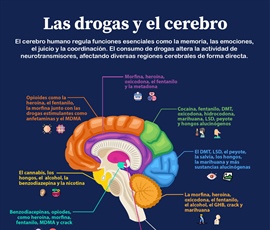 Las drogas y el cerebro