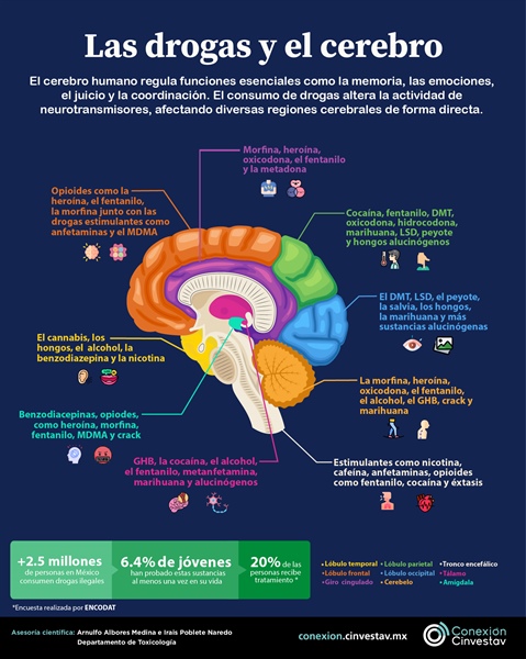 Las drogas y el cerebro