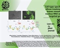 Cell-type-specific response to silicon treatment in soybean leaves revealed by single-nucleus RNA sequencing and targeted gene editing