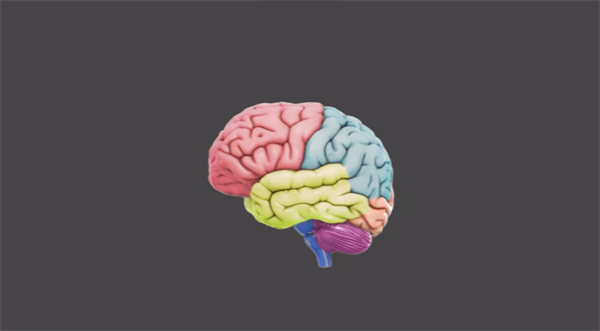 Cerebro humano: Regiones y enfermedades